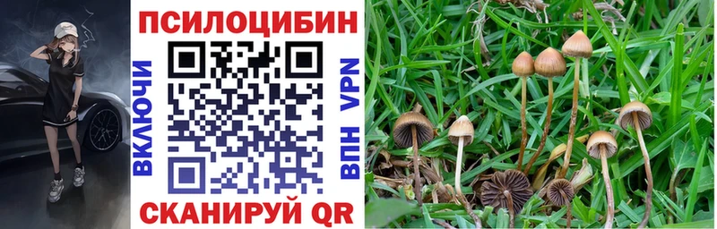 Галлюциногенные грибы Psilocybe  Сысерть 